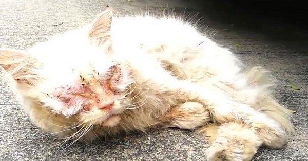 Poor Cat Was Rescued From Darkness