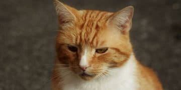 Sad News – Social Media Star Garfield the Cat Passes Away