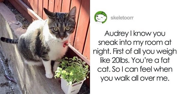 Someone Writes Letter To Their ‘Unfriendly’ Cat Exposing Her Sweet Side To The Whole Internet