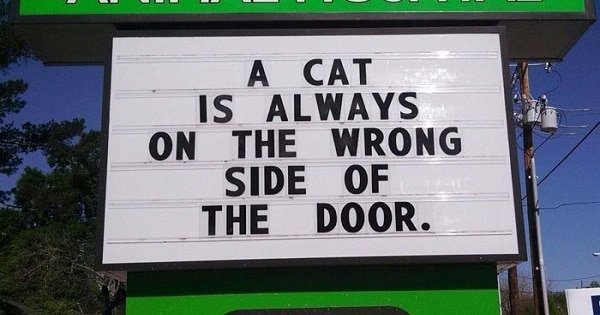 The Funniest Cat Jokes Vet Clinics Put Up On Their Signs