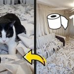 This Cat Is So Happy When He Has A Room With Full Of Toilet Paper