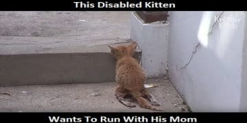 This Disabled Kitten Wants To Run With His Mom