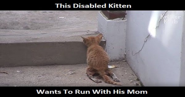 This Disabled Kitten Wants To Run With His Mom
