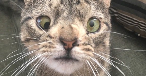 This Special Cat Was on Her Way to a Kill Shelter Just Because She Looked Different