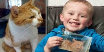 A Boy Goes to Shelter to Adopt a New Cat and Finds His Missing Cat