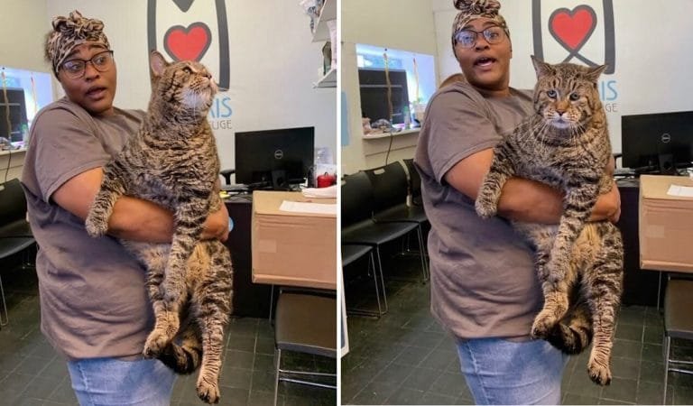 Massive 26-pound cat ‘BeeJay’ Looking for Forever Home in Philadelphia