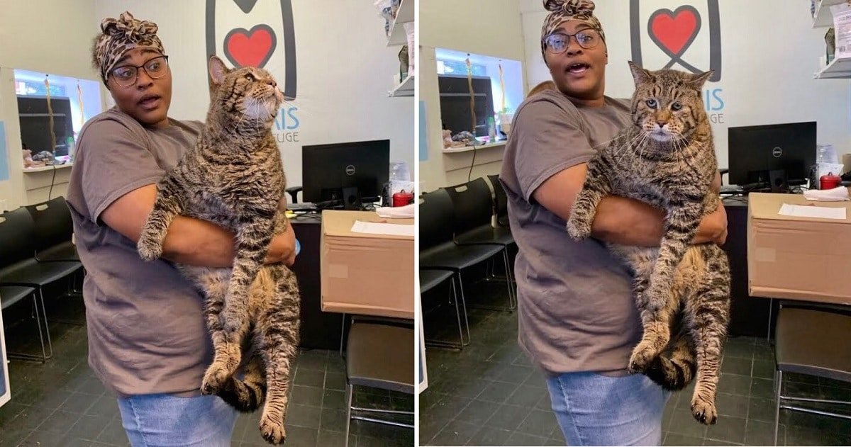 Massive 26-pound cat 'BeeJay' Looking for Forever Home in Philadelphia