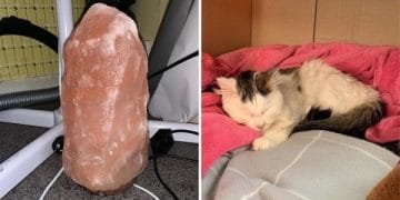 Owner Of Cat That Nearly Died Explains Why It’s Terribly Dangerous To Own A Salt Lamp