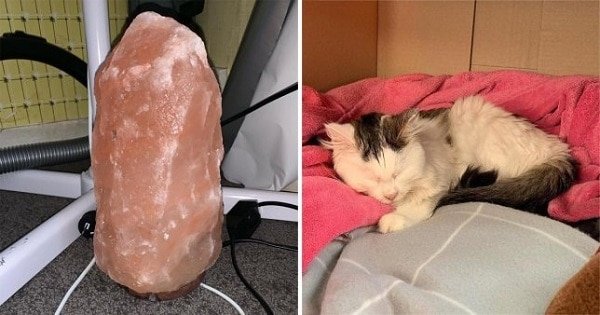 Owner Of Cat That Nearly Died Explains Why It’s Terribly Dangerous To Own A Salt Lamp