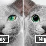 These Gorgeous Russian Blue Cats Have The Most Mesmerizing Eyes