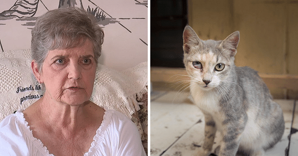 Authorities Sentence a 79-Year-Old Woman to Jail for Feeding the Cats in Her Neighborhood