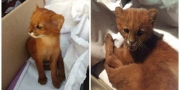 Woman Finds Abandoned Kitten And Keeps Him For Months - Only To Learn He’s NOT a Kitten
