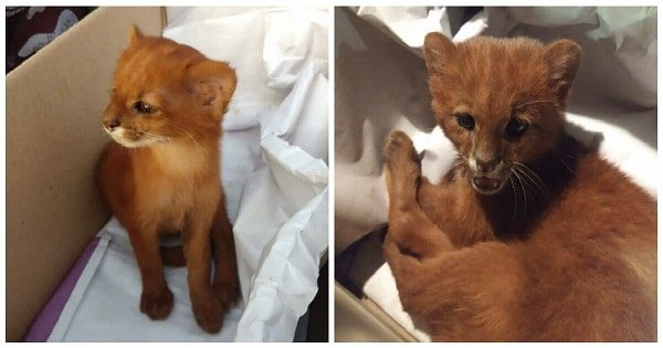 Woman Finds Abandoned Kitten And Keeps Him For Months – Only To Learn He’s NOT a Kitten
