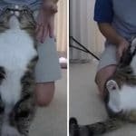 Adorable Cat Loves Doing “Trust Falls” Into Her Dad’s Arms And It’s The Sweetest