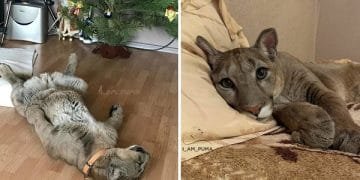 Adorable Puma Is Living As A Spoiled House Cat!