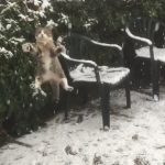 Cat Experiences Snow For The Very First Time