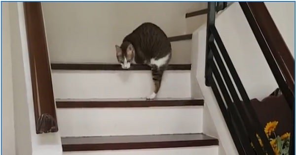 Disabled Cat With Only Two Legs Tackle The Staircase Like A Pro!
