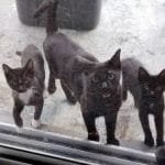 Family Gives Food To Feral Cat, She Comes Back Later With Her 4 Babies