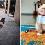 Law Firm Decides To Hire Stray Cat After Visitors Complained About Him!