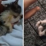Man Rescues Weak Tiny Stray Kitten And Turns Him Into A Content and Energetic Ball Of Fluff!