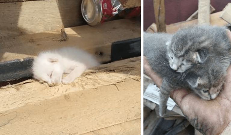 Man Spends 7 Long Hours Rescuing Litter Of Kittens Buried Under Pile Of Wood