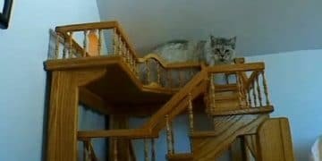 Man Spends A Whole 15 Years Working On His House Including Indoor Fun House Just For Cats