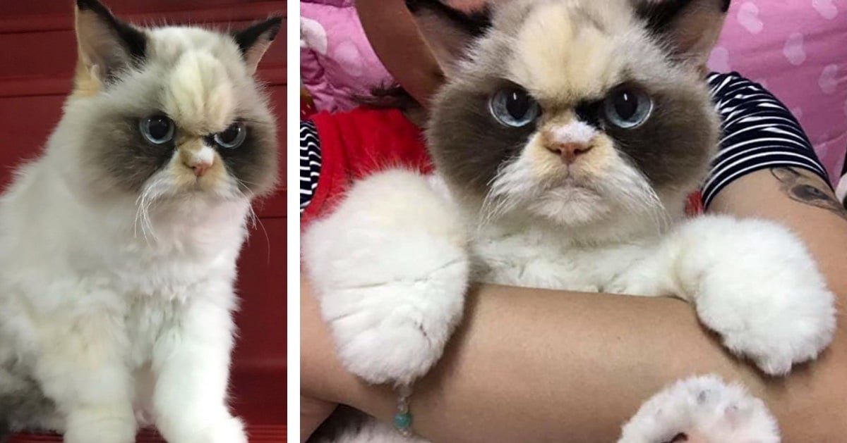 Meet the New Grumpy (and Fluffy) Cat