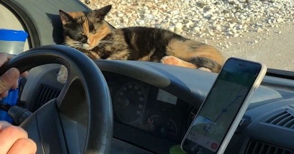 Stray Cat Won’t Let Traveling Couple Leave Her Behind
