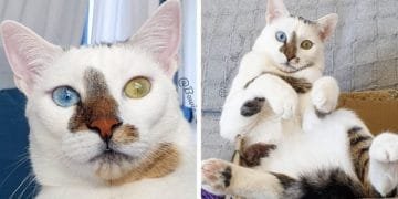 The Rescue Cat Who Has Different-Colored Eyes That’s Going Viral On Instagram