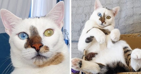 The Rescue Cat Who Has Different-Colored Eyes That’s Going Viral On Instagram
