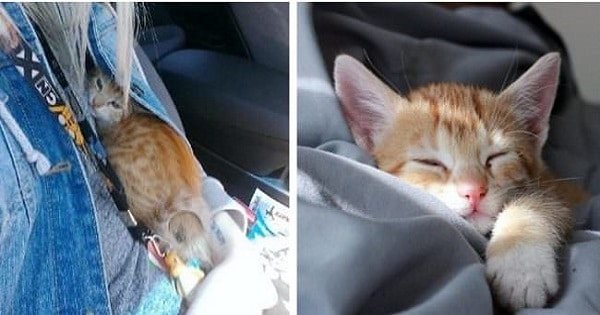 Scared Stray Kitten Comes Out Of His Shell After Just A few Hours Of Care And Love