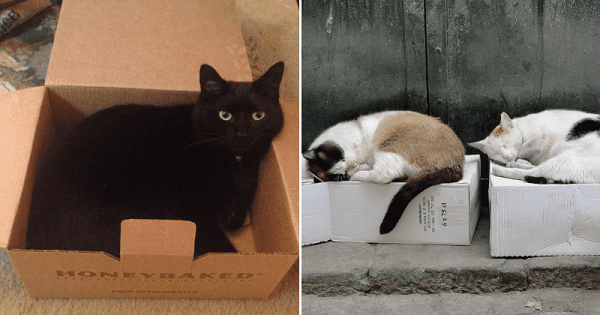 Stuffing Themselves Into Boxes Helps Cats Deal with Stress