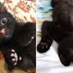 10+ Photos Proving That Black Cats Are Truly Awesome Creatures!