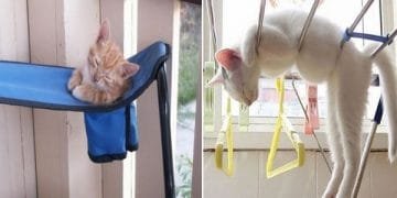 10 Pictures Proving That Cats Can Sleep Anywhere