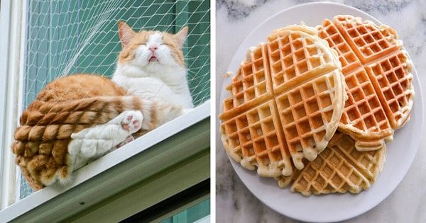 15 Tasty Cats That Look Just Like Foods