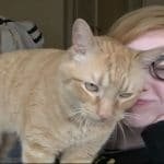 Affectionate Ginger Cat Simply Cannot Stop Loving His Human!