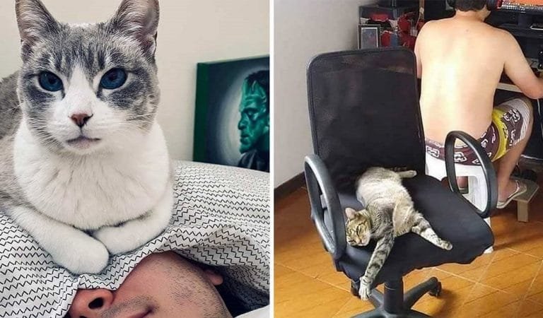 Cats Are Shameless Creatures Who Believe They Rule Our Worlds! Here’s The Proof!