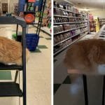 Pet Supply Shop Has The Very Best Furry Employees