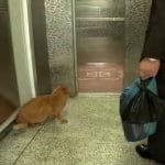 Poor Cat Lives in Hope of Seeing His Former Human Again