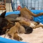 Rescue Dog with Lost Pups Adopts Kittens