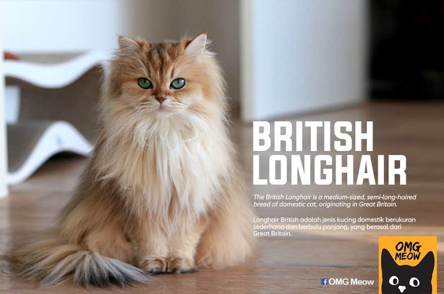 British Longhair