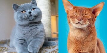 The Origins of the Most Popular Cat Breeds