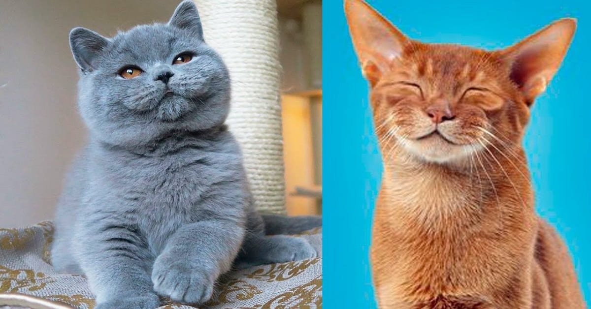 The Origins of the Most Popular Cat Breeds