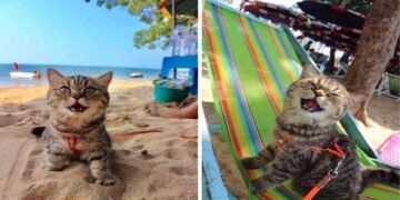 Cat Goes to the Beach and Can’t Stop Smiling