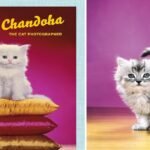 Walter Chandoha, the Godfather of Cat Pics