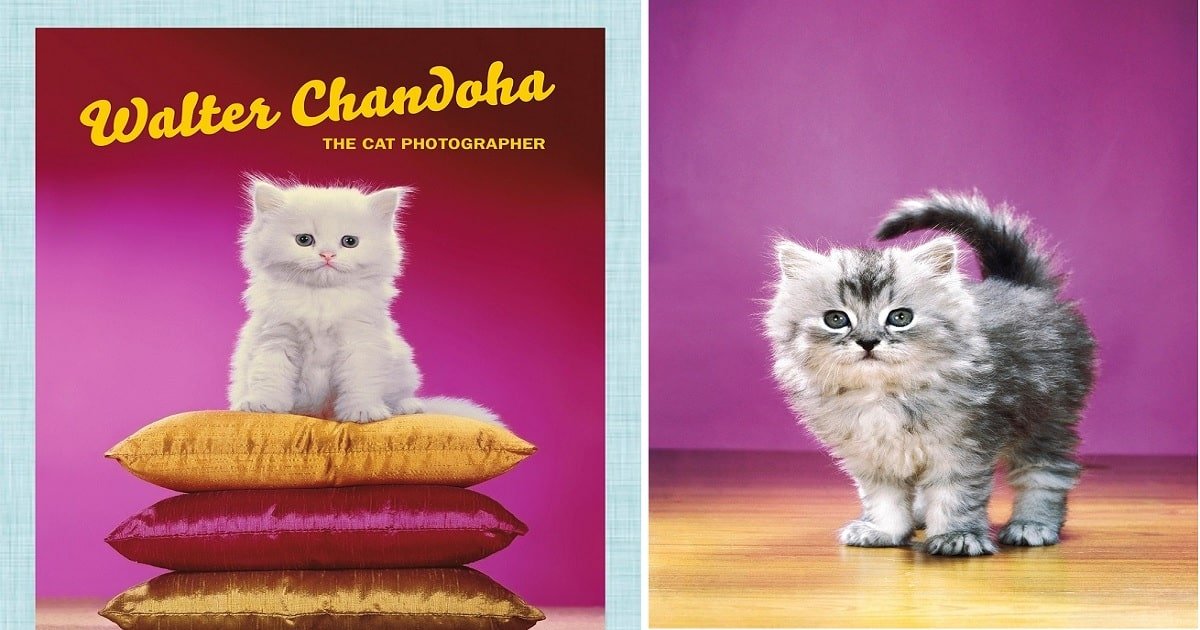 Walter Chandoha, the Godfather of Cat Pics