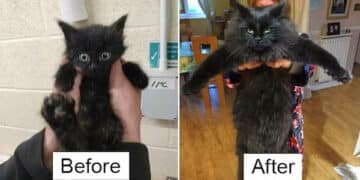 Before & After Pics Of Tiny Kittens Turning Into Beautiful Cats