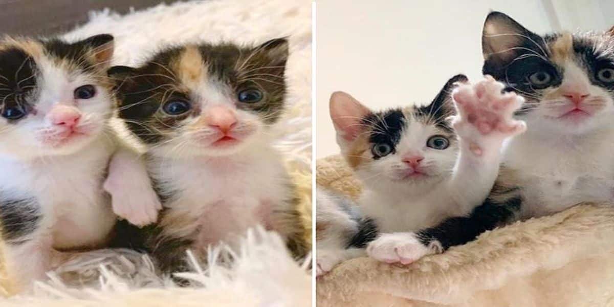 A “Poop Explosion” Makes Kitten Overnight Sensation