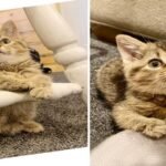 Deformed Kitten with Bent Paws Gets a Second Chance at Life and Lives It to the Fullest
