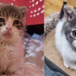 Kitten Born with a Rare Condition Bonds with Grandpa Cat After It Was Brought Back to Life